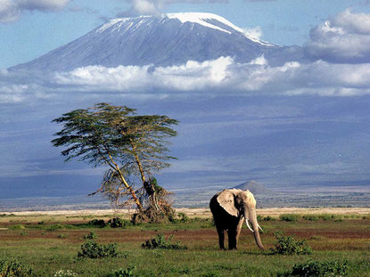 Amboseli Natural Reserve and Kilimanjaro Mount