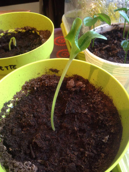 Plant de courgette le 27/03/2018
