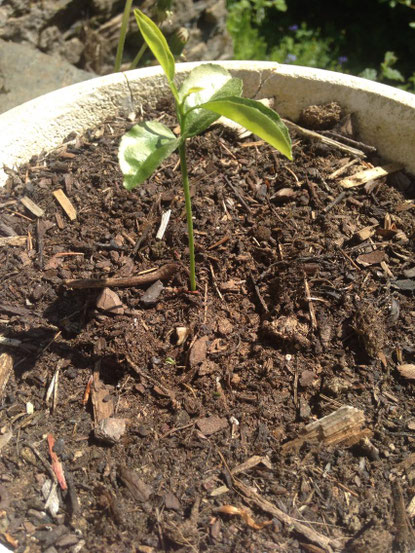 Citronnier le 08/05/2018