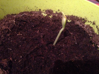 Semi de courgette le 24/03/2018