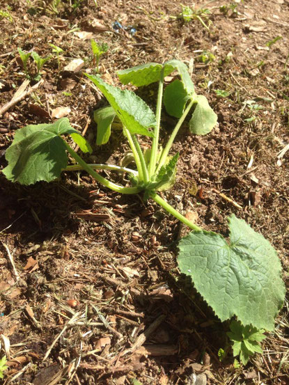 Plant de courgette le 08/05/2018