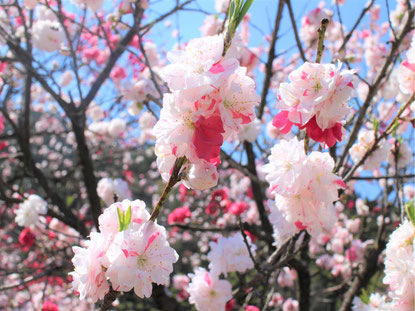 今日の誕生花は モモ です 板宿八幡神社 厄除大祭 今日の誕生花は モモ です 板宿八幡神社 厄除大祭