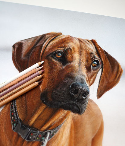 Hund Hunde Portrait in Pastell malen lassen Rhodesian Ridgeback