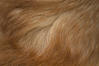 Haaranalyse Hund - Regula Moser - Natürlich ganz Pferd