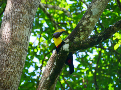 Tukan in La Fortuna