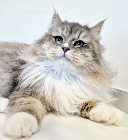 Umi chat Sibérien