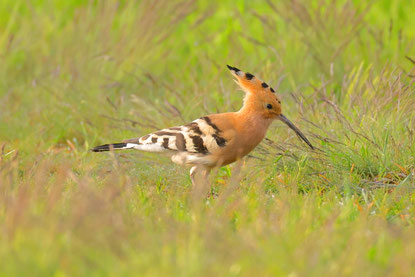 Ein Wiedehopf auf einer grünen Wiese