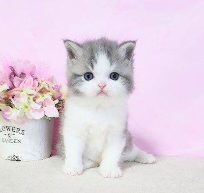 alt="ミヌエット子猫、長足な男の子画像2"