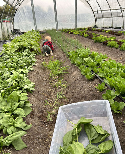 Wilder Henderson checking on some of the new spinach and carrot crops . . .   Jaymie Thurler Henderson photo