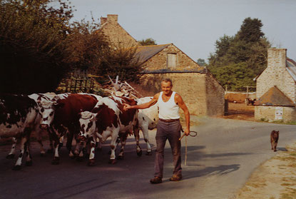 Imagirance- conduite des vaches au champ