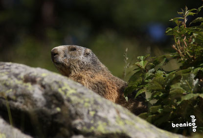 beanico-photo - Marmotte - Canon 50D + Tamron 70-200 SP + Kenko 1,5x