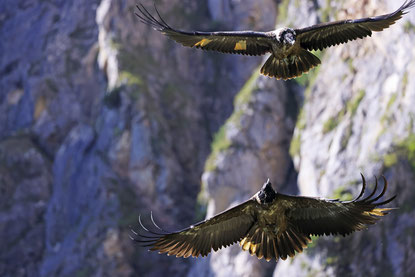 Foto: Markus Leitner (oben Wally, unten Bavaria)