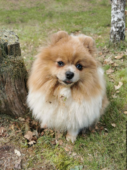 Pomeranian Hündin Uli von der Arnold's Eiche.