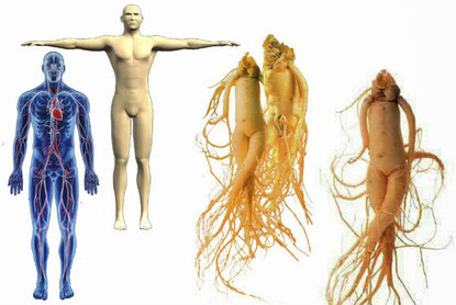 Il ginseng per la prevenzione dei tumori