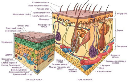 Строение кожи человека
