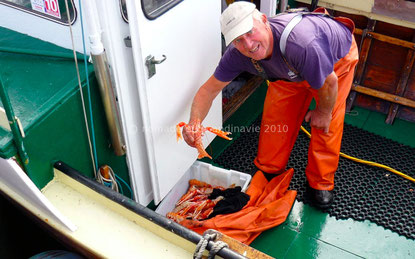 Pêcheur de langoustines