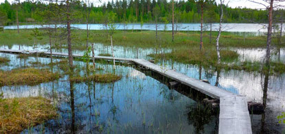 Koli chemin de planches