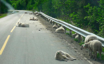 Les moutons occupent nonchalamment la route.