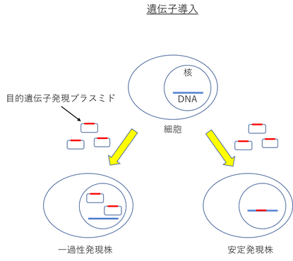 遺伝子導入の図