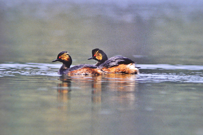 Ein Schwarzhalstaucher-Paar schwimmt auf einem Weiher