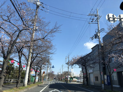 桜,桜通り,河内花園,満開,東大阪,河内小阪,不動産,住家,すみか,sumika