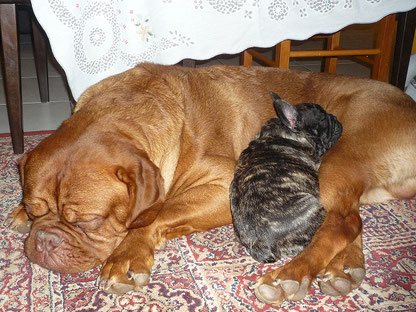 Elvis & son copain