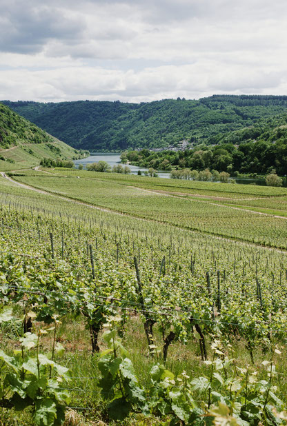 Weinberge in Briedel