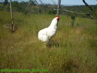 kollonko de base aperdizado, con mutación o gen Blanco recesivo "c", notece que ha borrado de la pluma tanto la eumelanina (negro) y feomelanina (rojo) dejando al gallo completamente BLANCO.