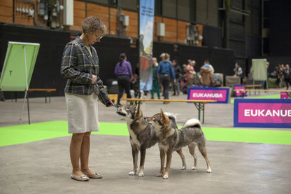四国犬 Shikoku, nederlandse shikoku fokker, shikoku puppy breeder nl