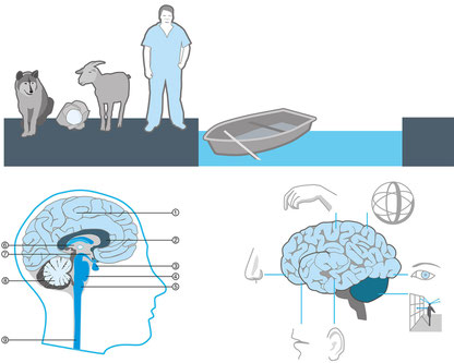       Pimp your Brain, Illustrationen für Gehirntraining