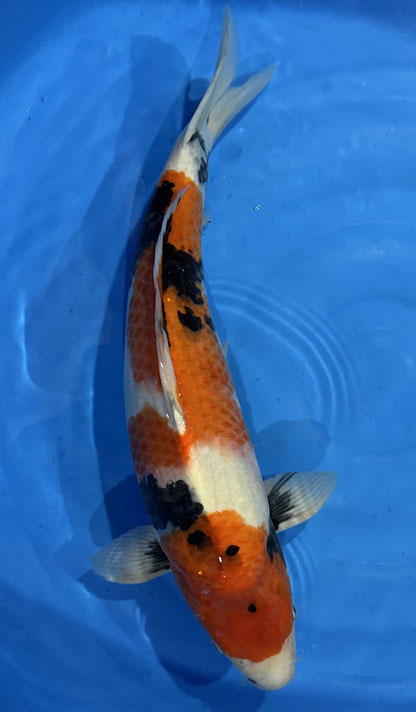 Isa Nisai Showa, 45 cm, male, Preis 290 Euro