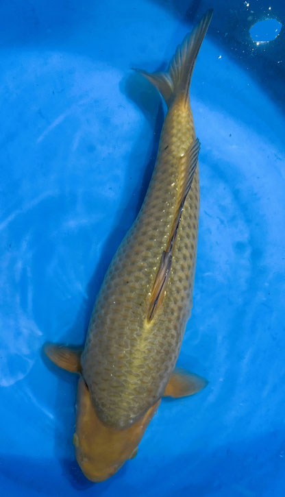 Marusei Nisai Chagoi, 50 cm, female, Preis 280 Euro