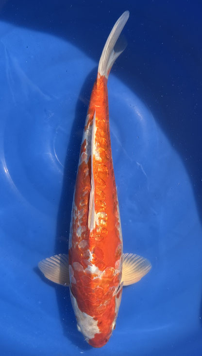 Ikarashi T. Sansai Ginrin Bigscale, 51 cm, male, Preis 130 Euro