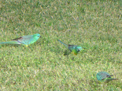 Feathered visitors.