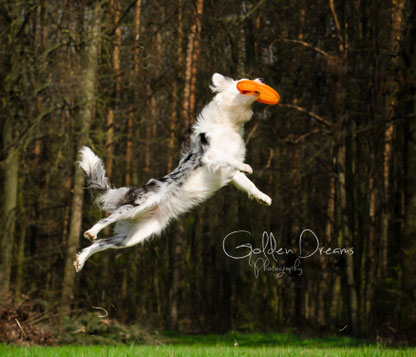 Breeze in Black White Merle Lady of Old Hemp