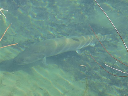 Huchen im glasklaren Gailfluss. Foto: P. Allmaier