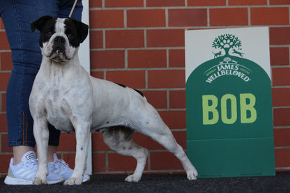 Dt.Ch (VDH), German Winner 2025 Farbenzauber Daisy