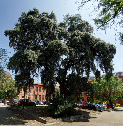 ENCINA DE LA ANTIGUA UNIVERSIDAD CENTRAL. Madrid