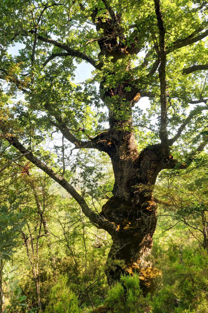 Rebollo de La Dehesa. La Hiruela. Árbol Singular de la Comunidad de Madrid. 