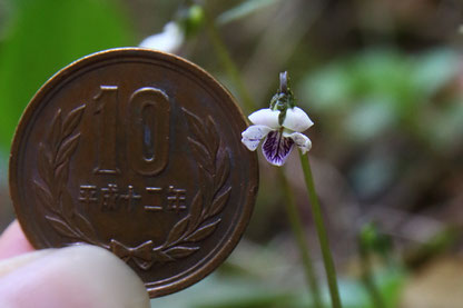 10円玉と比較したら、花の径は約6.7mmだった。普通は10mm位？