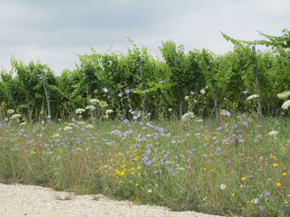 biodiversität im weinberg, weinreben, blumen, bioweinbau