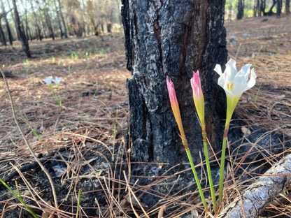 Atamasco lilies emerge 10 days after prescribed burn.