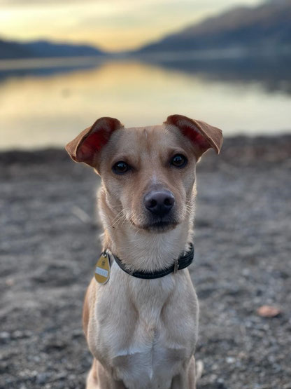 Bazi, unser Therapiehund