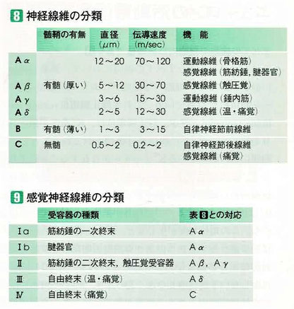 神経線維の分類と感覚神経線維の分類