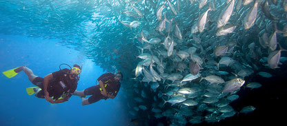 Photo of divers near a school of fishes during PADI specialty course Aware Underwater naturalist at Nusa Penida