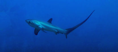 Photo of a shark during the PADI course Aware Shark conservation in Nusa Penida