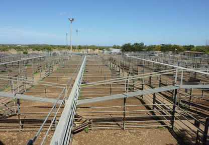 Dalrymple Cattle Yard
