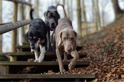 Junghundekurs, Hundetraining, Hundeschule, Butzbach, World of Dogs