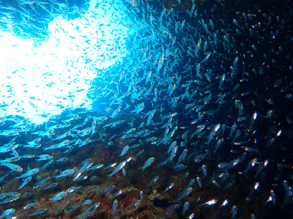 石垣島でのんびりダイビング「魚群」ヒートハートクラブ