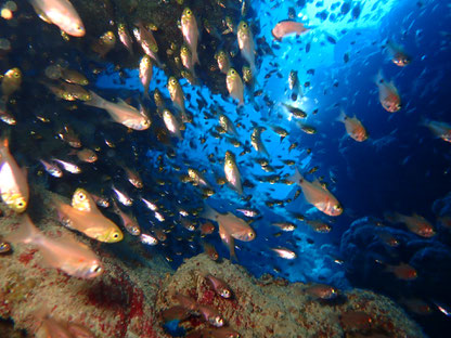 石垣島でのんびりダイビング「お魚のトンネル」ヒートハートクラブ